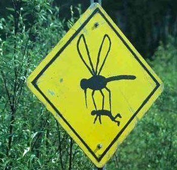 Странный дорожный знак о комарах