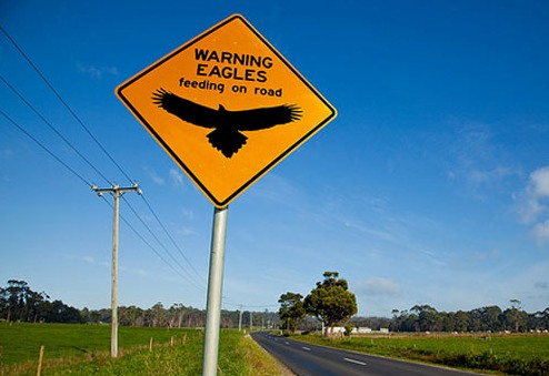 Предупреждение о возможности столкнуться на дороге с орлами