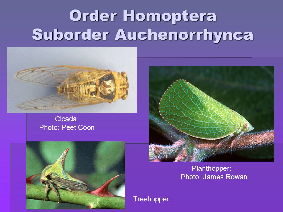 Order Homoptera Suborder Auchenorrhynca