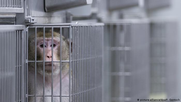 A caged monkey looks in the camera in a Münster laboratory 